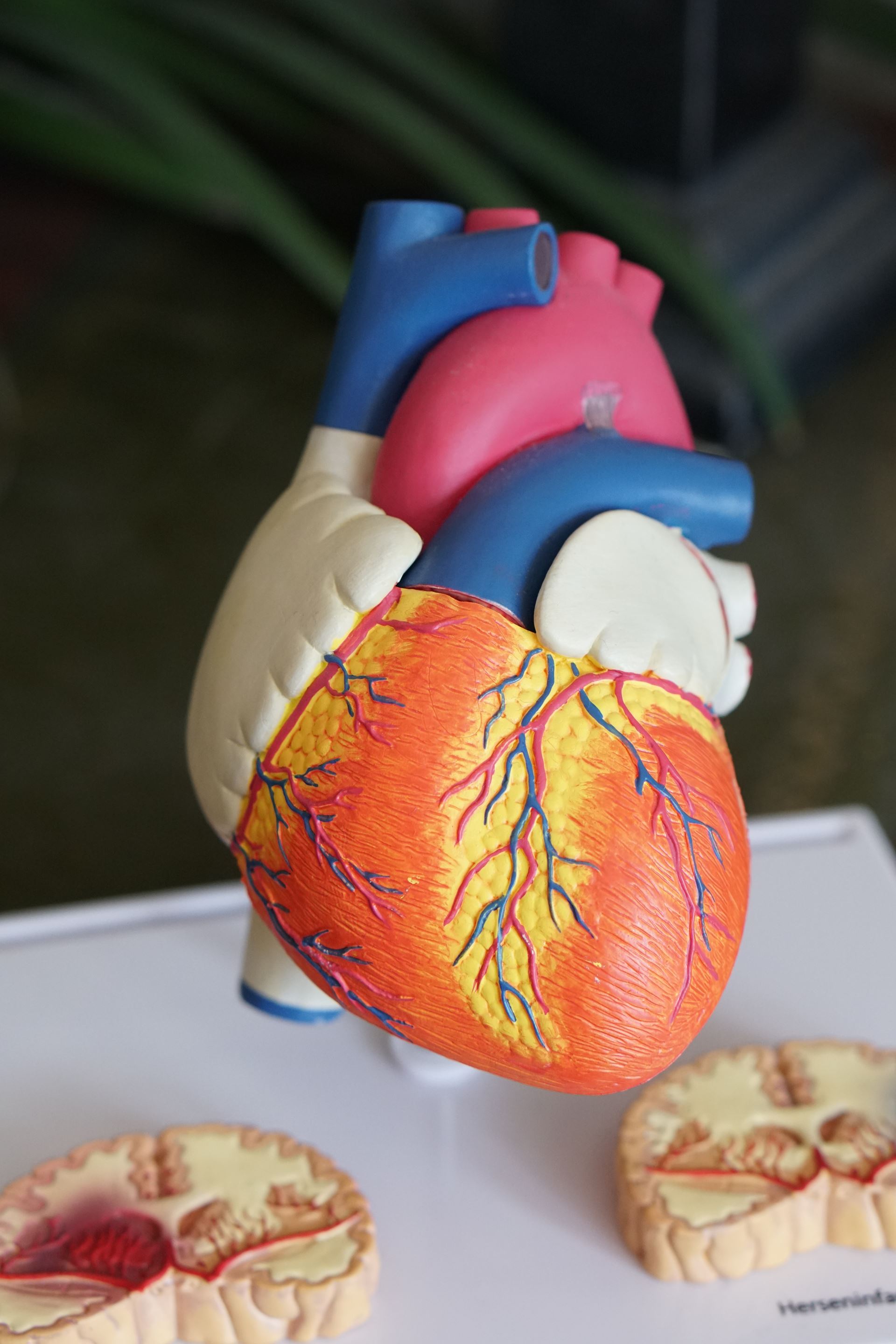 Chronic Heart Disease (CHD) and Healthy Heart